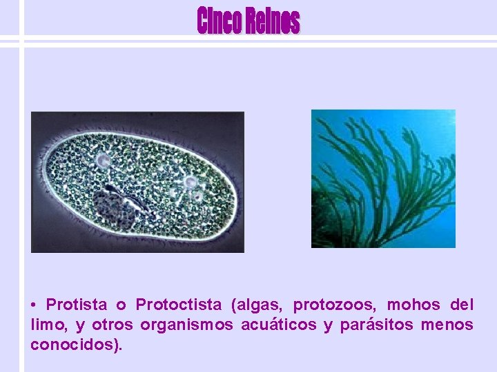  • Protista o Protoctista (algas, protozoos, mohos del limo, y otros organismos acuáticos