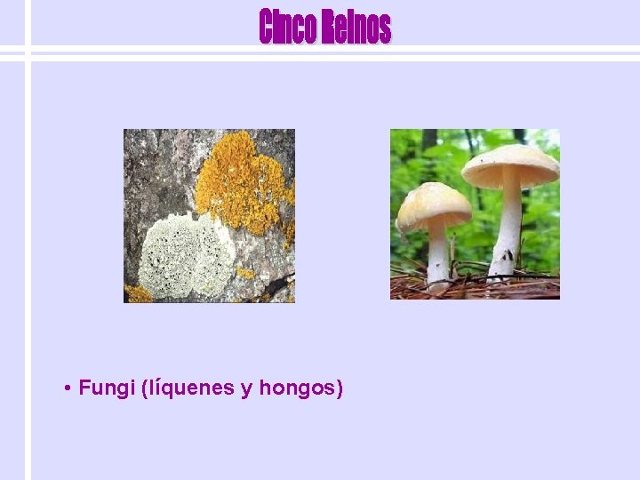  • Fungi (líquenes y hongos) 