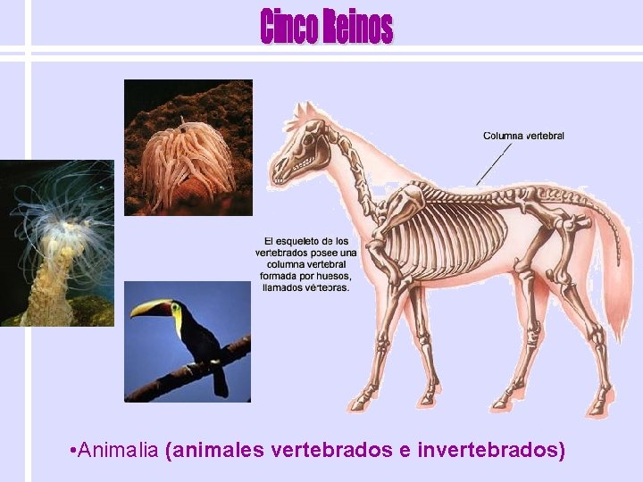  • Animalia (animales vertebrados e invertebrados) 