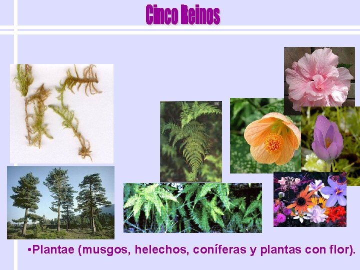  • Plantae (musgos, helechos, coníferas y plantas con flor). 