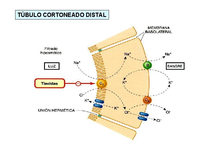 TÚBULO CORTONEADO DISTAL 