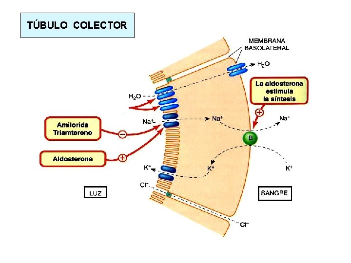 TÚBULO COLECTOR 