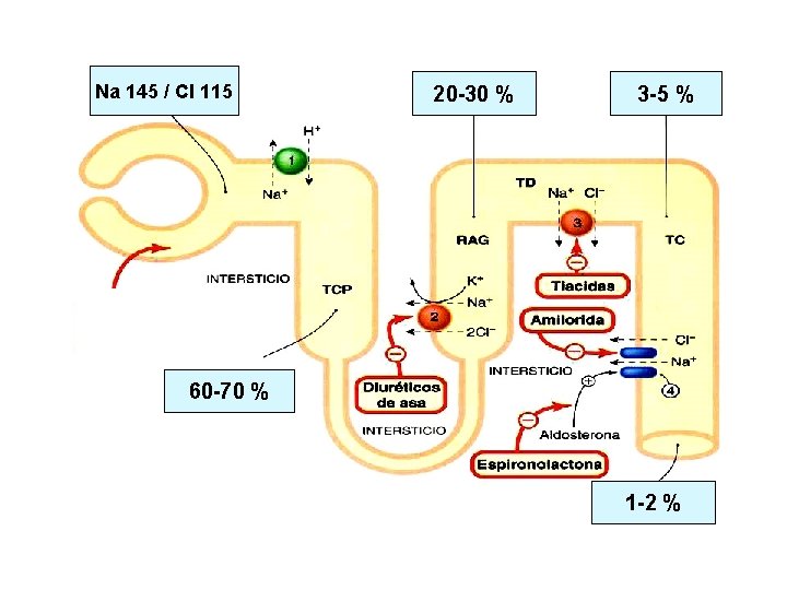 Na 145 / Cl 115 20 -30 % 3 -5 % 60 -70 %
