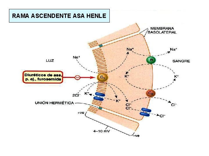 RAMA ASCENDENTE ASA HENLE 