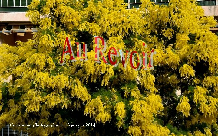 Ce mimosa photographié le 12 janvier 2014 