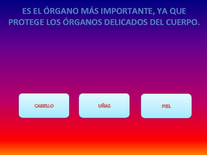 ES EL ÓRGANO MÁS IMPORTANTE, YA QUE PROTEGE LOS ÓRGANOS DELICADOS DEL CUERPO. CABELLO