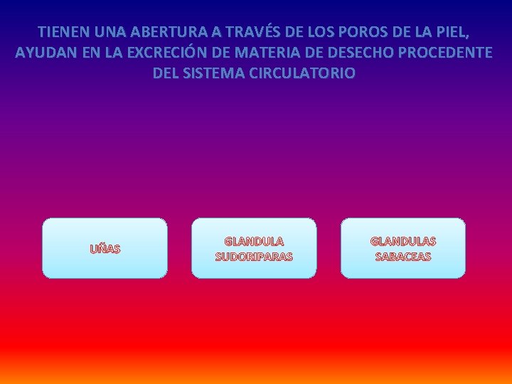 TIENEN UNA ABERTURA A TRAVÉS DE LOS POROS DE LA PIEL, AYUDAN EN LA