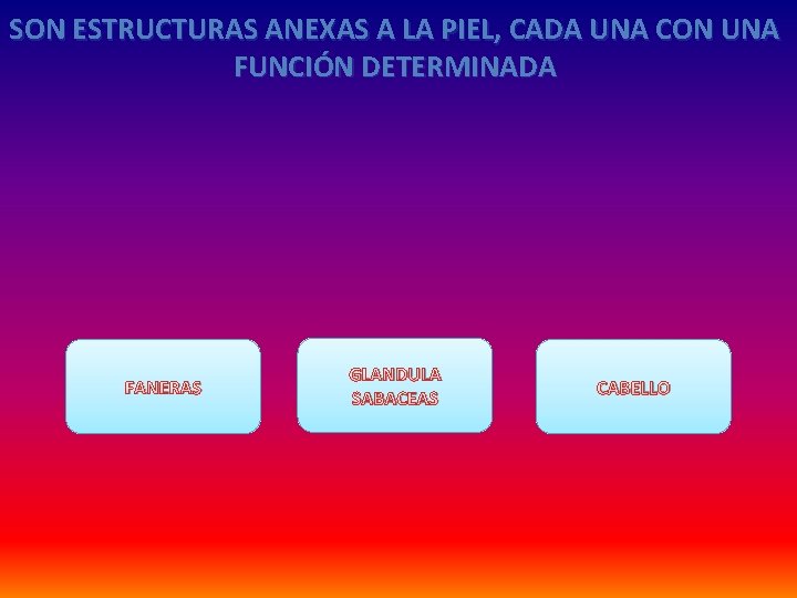 SON ESTRUCTURAS ANEXAS A LA PIEL, CADA UNA CON UNA FUNCIÓN DETERMINADA FANERAS GLANDULA