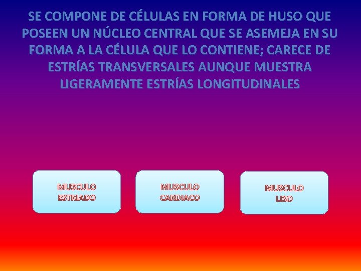 SE COMPONE DE CÉLULAS EN FORMA DE HUSO QUE POSEEN UN NÚCLEO CENTRAL QUE