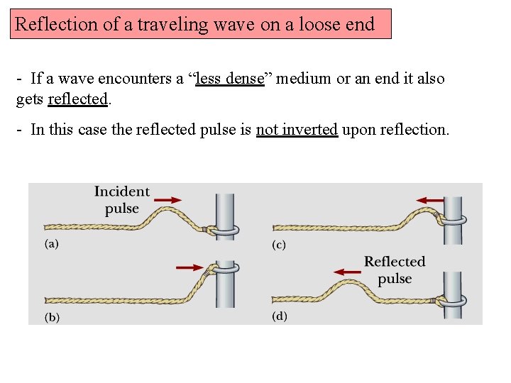 Reflection of a traveling wave on a loose end - If a wave encounters