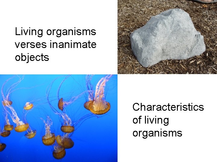 Living organisms verses inanimate objects Characteristics of living organisms 