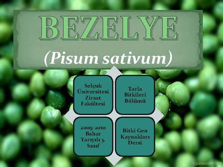 BEZELYE (Pisum sativum) Selçuk Üniversitesi Ziraat Fakültesi Tarla Bitkileri Bölümü 2009 -2010 Bahar Yarıyılı