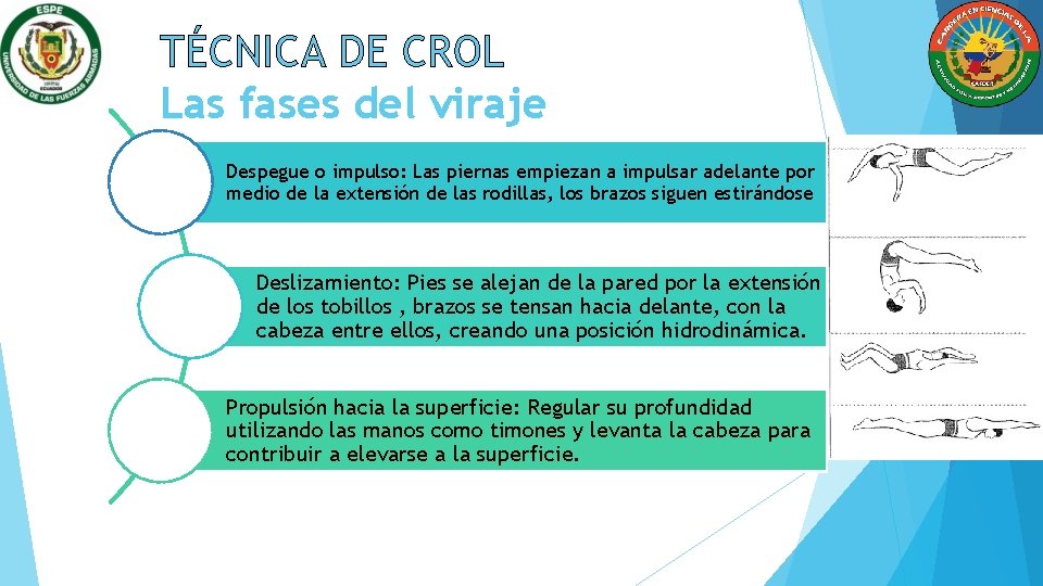 TÉCNICA DE CROL Las fases del viraje Despegue o impulso: Las piernas empiezan a