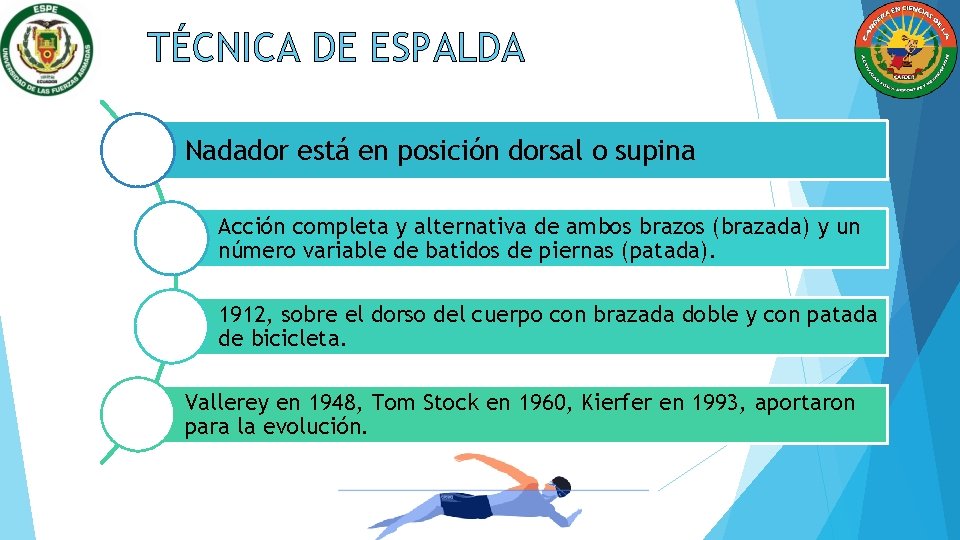 TÉCNICA DE ESPALDA Nadador está en posición dorsal o supina Acción completa y alternativa