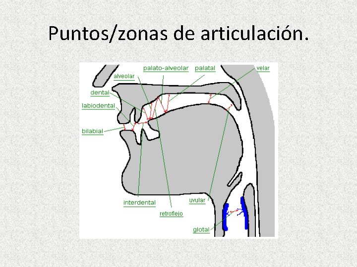 Puntos/zonas de articulación. 