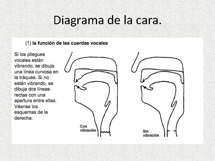 Diagrama de la cara. 