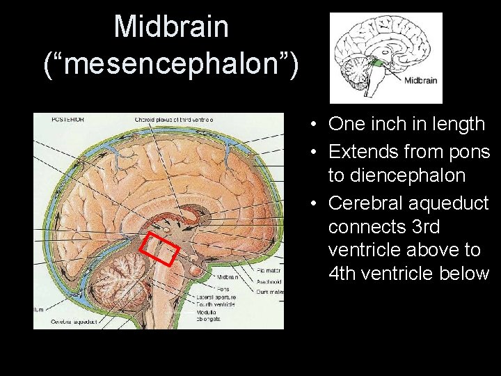 Midbrain (“mesencephalon”) • One inch in length • Extends from pons to diencephalon •