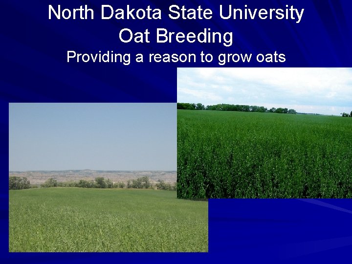 North Dakota State University Oat Breeding Providing a reason to grow oats 