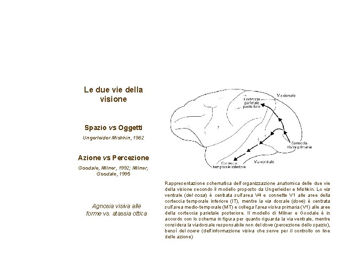 Le due vie della visione Spazio vs Oggetti Ungerleider Mishkin, 1982 Azione vs Percezione