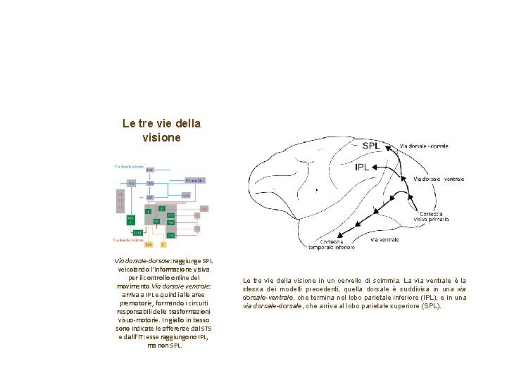 Le tre vie della visione Via dorsale-dorsale: raggiunge SPL veicolando l’informazione visiva per il