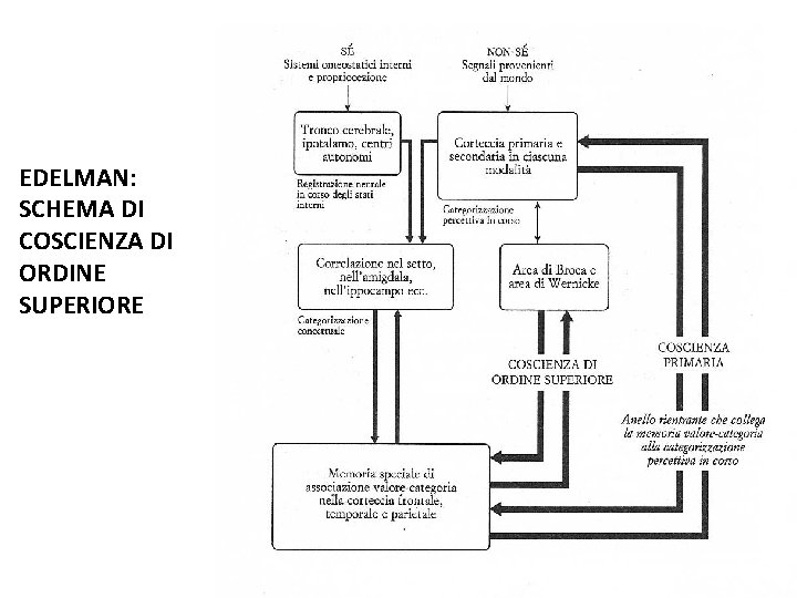 EDELMAN: SCHEMA DI COSCIENZA DI ORDINE SUPERIORE 