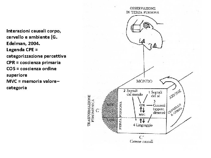 Interazioni causali corpo, cervello e ambiente (G. Edelman, 2004. Legenda CPE = categorizzazione percettiva
