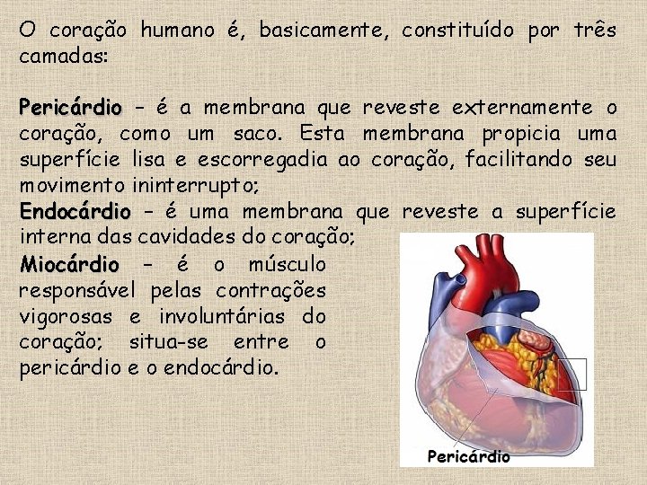 O coração humano é, basicamente, constituído por três camadas: Pericárdio – é a membrana