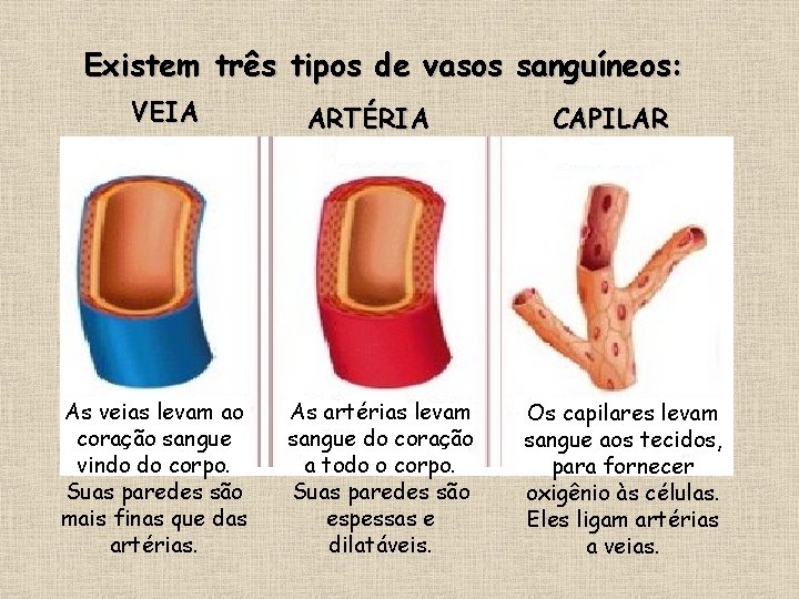 Existem três tipos de vasos sanguíneos: VEIA As veias levam ao coração sangue vindo