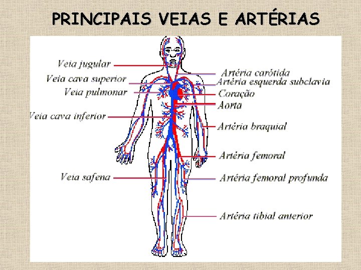 PRINCIPAIS VEIAS E ARTÉRIAS 