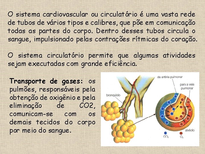 O sistema cardiovascular ou circulatório é uma vasta rede de tubos de vários tipos