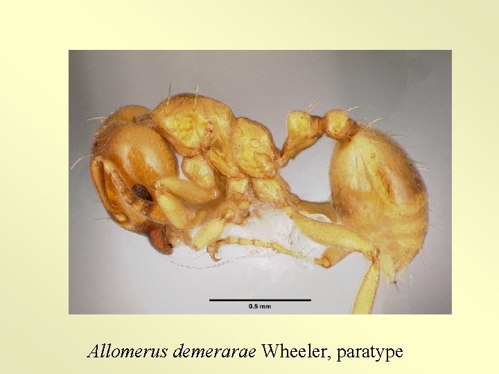 Allomerus demerarae Wheeler, paratype 