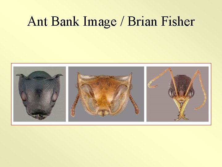 Ant Bank Image / Brian Fisher 