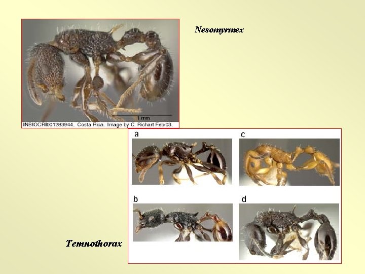 Nesomyrmex Temnothorax 