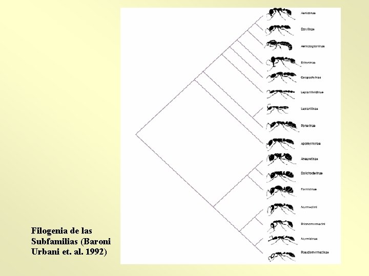 Filogenia de las Subfamilias (Baroni Urbani et. al. 1992) 