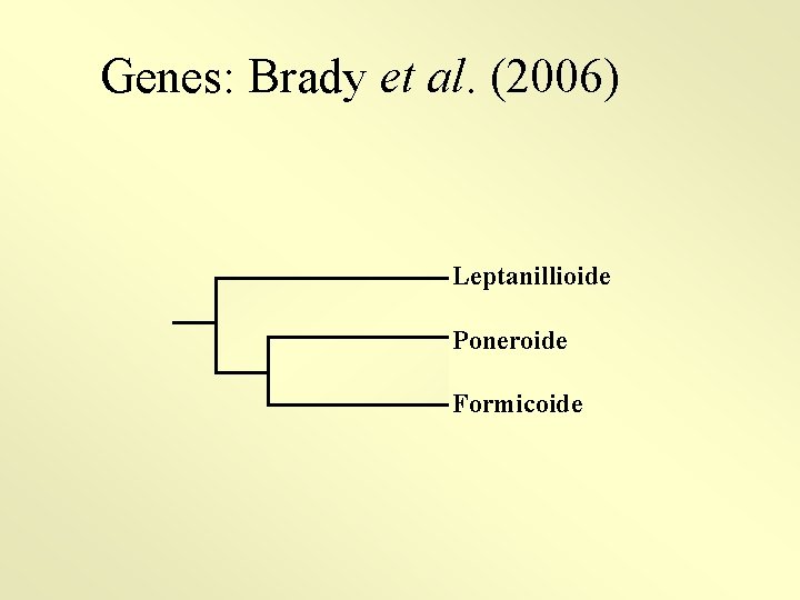 Genes: Brady et al. (2006) Leptanillioide Poneroide Formicoide 