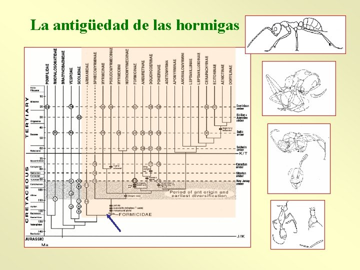 La antigüedad de las hormigas 