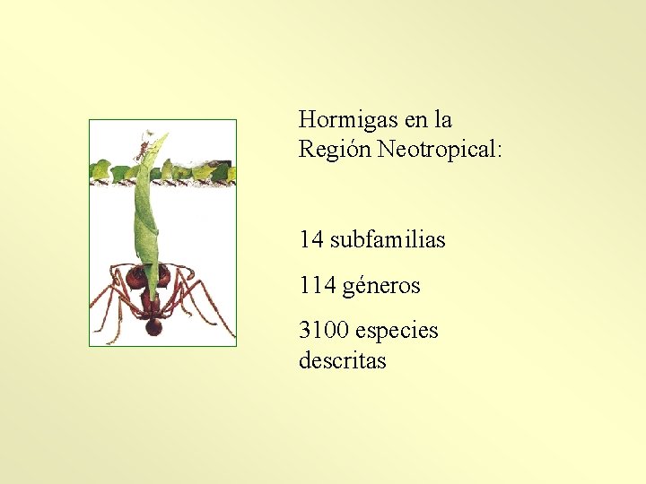 Hormigas en la Región Neotropical: 14 subfamilias 114 géneros 3100 especies descritas 