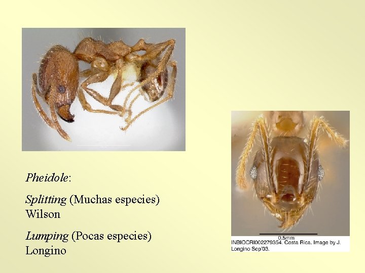 Pheidole: Splitting (Muchas especies) Wilson Lumping (Pocas especies) Longino 