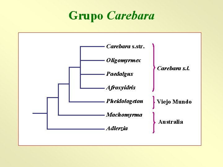 Grupo Carebara s. str. Oligomyrmex Paedalgus Carebara s. l. Afroxyidris Pheidologeton Viejo Mundo Machomyrma