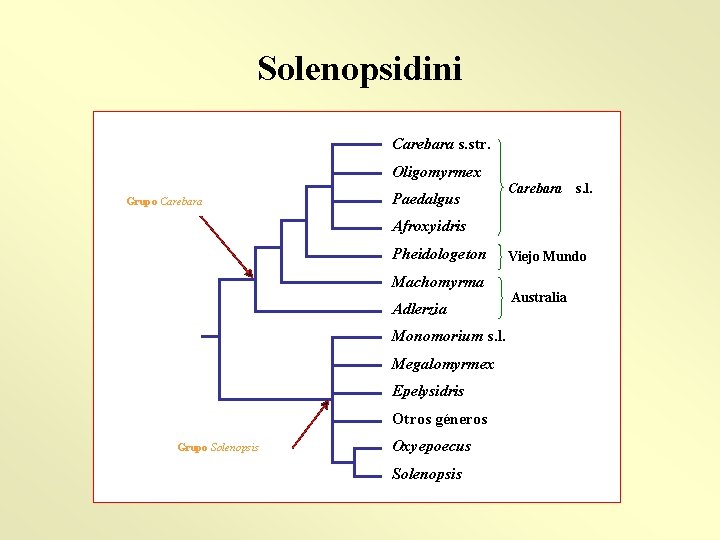 Solenopsidini Carebara s. str. Oligomyrmex Grupo Carebara Paedalgus Carebara s. l. Afroxyidris Pheidologeton Machomyrma