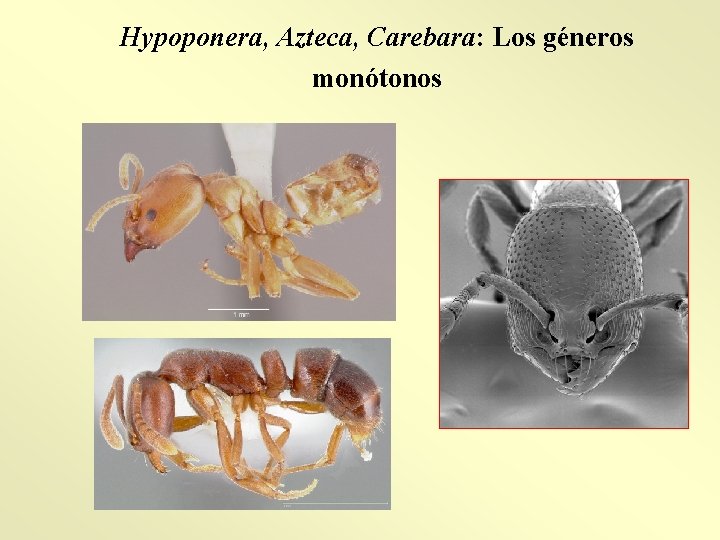 Hypoponera, Azteca, Carebara: Los géneros monótonos 