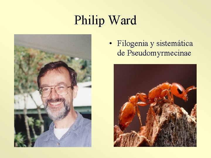 Philip Ward • Filogenia y sistemática de Pseudomyrmecinae 