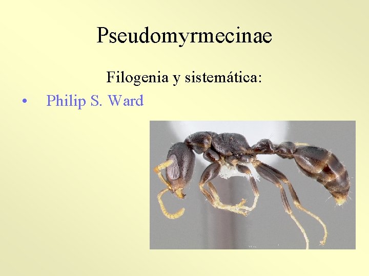 Pseudomyrmecinae • Filogenia y sistemática: Philip S. Ward 