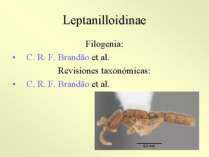 Leptanilloidinae • • Filogenia: C. R. F. Brandão et al. Revisiones taxonómicas: C. R.