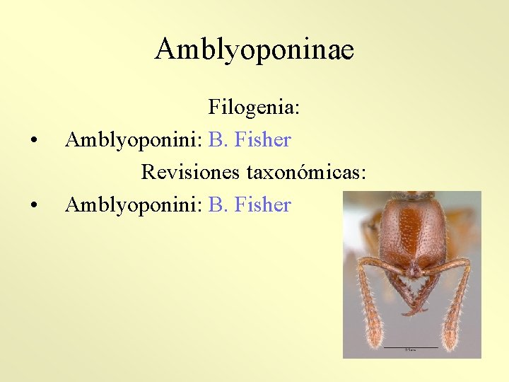 Amblyoponinae • • Filogenia: Amblyoponini: B. Fisher Revisiones taxonómicas: Amblyoponini: B. Fisher 