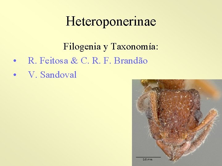 Heteroponerinae • • Filogenia y Taxonomía: R. Feitosa & C. R. F. Brandão V.