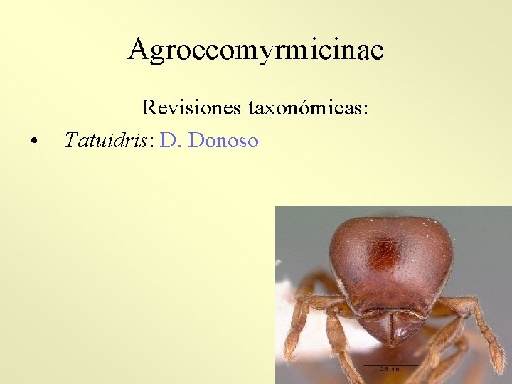 Agroecomyrmicinae • Revisiones taxonómicas: Tatuidris: D. Donoso 