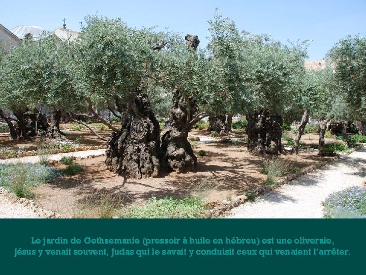 Le jardin de Gethsemanie (pressoir à huile en hébreu) est une oliveraie, Jésus y