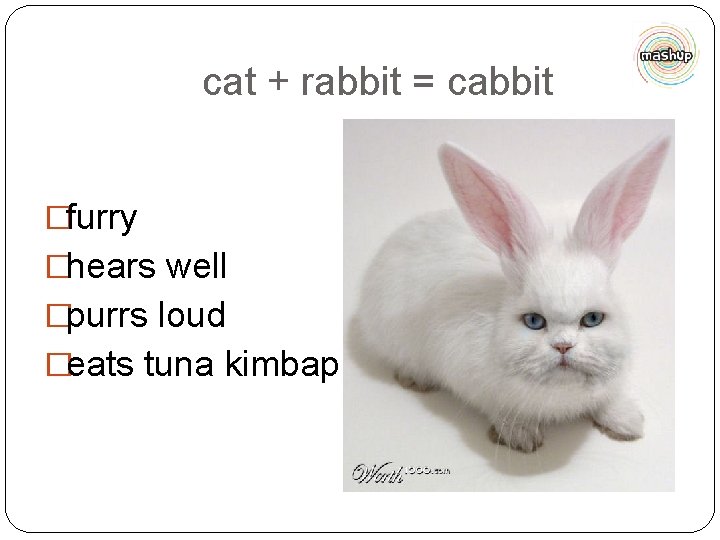 cat + rabbit = cabbit �furry �hears well �purrs loud �eats tuna kimbap 