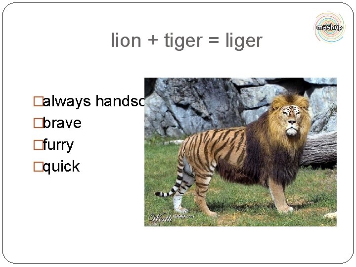 lion + tiger = liger �always handsome �brave �furry �quick 